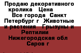 Продаю декоративного кролика › Цена ­ 500 - Все города, Санкт-Петербург г. Животные и растения » Грызуны и Рептилии   . Нижегородская обл.,Саров г.